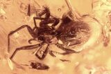 Detailed Fossil Spider (Salticidae & Oonopidae) In Baltic Amber #335561-1